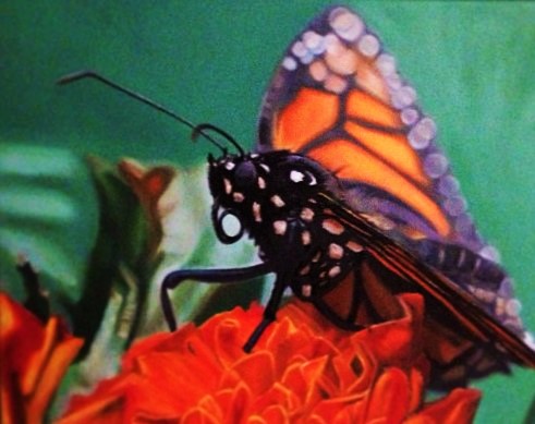 Butterfly out of Focus